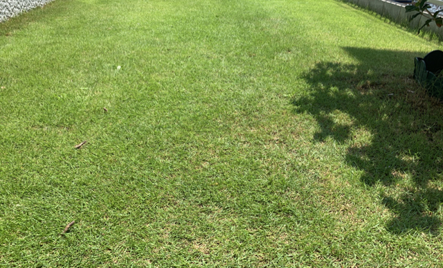 姫高麗芝 新築の庭に芝生を作るブログ